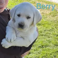 Berry, a male Labrador Retriever for sale in Apple Creek, OH – Photo 2 of 10