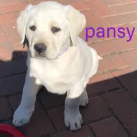 Pansy, a female Labrador Retriever for sale in Apple Creek, OH – Photo 2 of 10