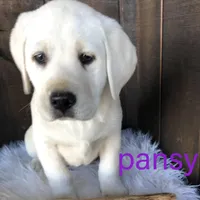 Pansy, a female Labrador Retriever for sale in Apple Creek, OH – Photo 4 of 10