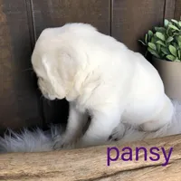 Pansy, a female Labrador Retriever for sale in Apple Creek, OH – Photo 7 of 10