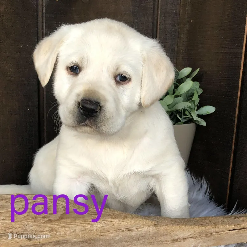 Pansy