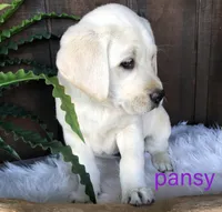Pansy, a female Labrador Retriever for sale in Apple Creek, OH – Photo 3 of 10