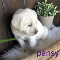 Pansy, a female Labrador Retriever for sale in Apple Creek, OH – Photo 6 of 10