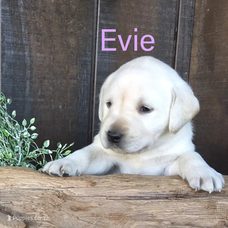 Evie  – Labrador Retriever puppy for sale in Apple Creek, OH