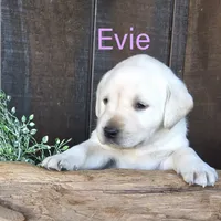 Evie , a female Labrador Retriever for sale in Apple Creek, OH – 1 of 6