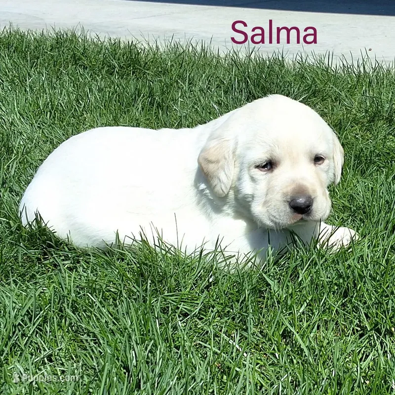 Salma  – Labrador Retriever puppy for sale in Apple Creek, OH