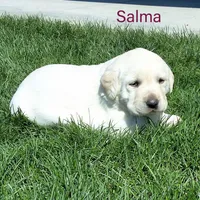 Salma , a female Labrador Retriever for sale in Apple Creek, OH – Photo 1 of 3