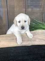 Violet, a female Labrador Retriever for sale in Apple Creek, OH – Photo 5 of 5
