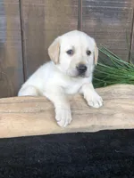 Violet, a female Labrador Retriever for sale in Apple Creek, OH – Photo 3 of 5