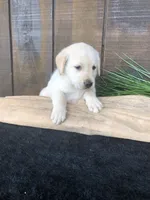 Violet, a female Labrador Retriever for sale in Apple Creek, OH – Photo 4 of 5