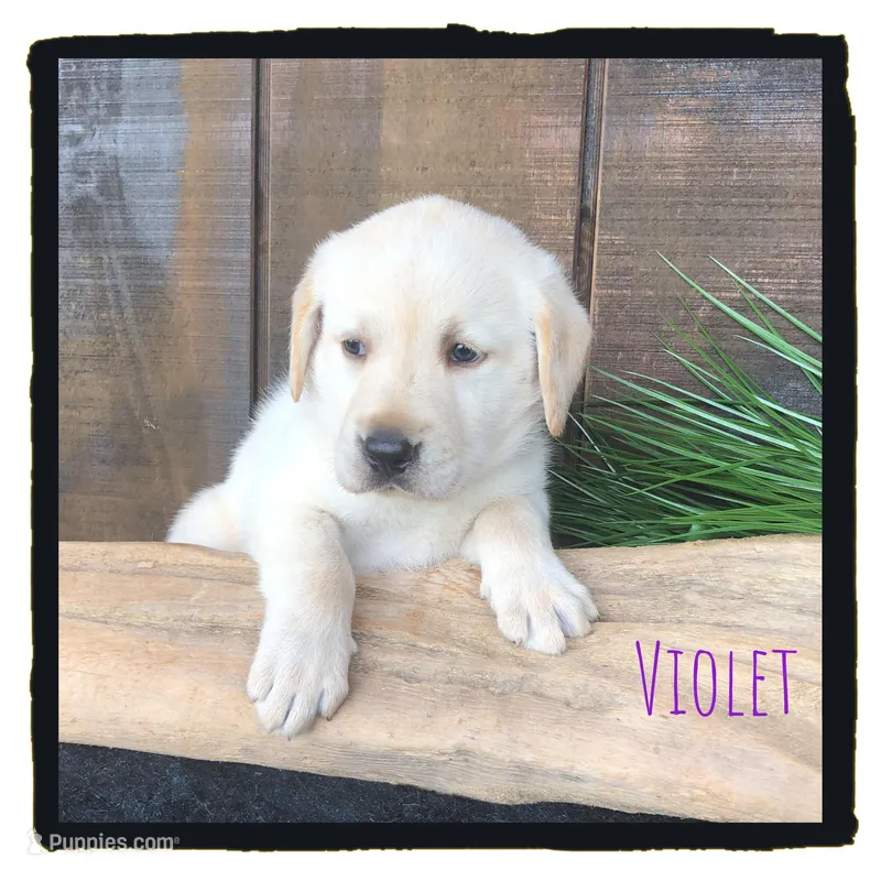 Violet