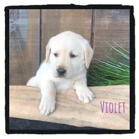 Violet, a female Labrador Retriever for sale in Apple Creek, OH – Photo 1 of 5
