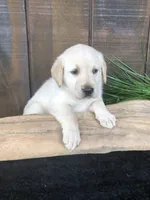 Violet, a female Labrador Retriever for sale in Apple Creek, OH – Photo 2 of 5