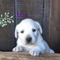 Mia , a female Labrador Retriever for sale in Apple Creek, OH – 3 of 7