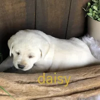 Daisy, a female Labrador Retriever for sale in Apple Creek, OH – Photo 1 of 8