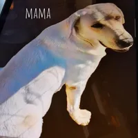 Daisy, a female Labrador Retriever for sale in Apple Creek, OH – Photo 7 of 8