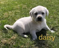 Daisy, a female Labrador Retriever for sale in Apple Creek, OH – Photo 2 of 8