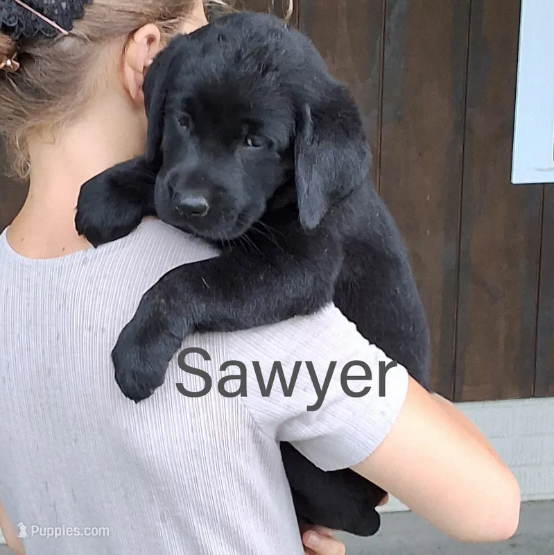 SAWYER  – Labrador Retriever puppy for sale in Apple Creek, OH