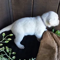 Evie , a female Labrador Retriever for sale in Apple Creek, OH – 2 of 6