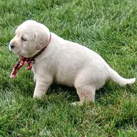 Dustin, a male Labrador Retriever for sale in Apple Creek, OH – Photo 4 of 7