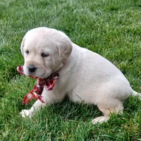Dustin, a male Labrador Retriever for sale in Apple Creek, OH – Photo 5 of 7