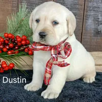 Dustin, a male Labrador Retriever for sale in Apple Creek, OH – Photo 2 of 7