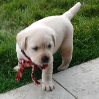 Dustin, a male Labrador Retriever for sale in Apple Creek, OH – Photo 3 of 7