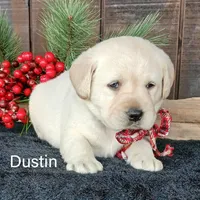 Dustin, a male Labrador Retriever for sale in Apple Creek, OH – Photo 1 of 7