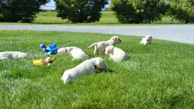 Jed, a male Labrador Retriever for sale in Apple Creek, OH – 7 of 7