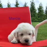 Marcie, a female Labrador Retriever for sale in Apple Creek, OH – Photo 5 of 10