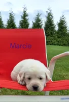 Marcie, a female Labrador Retriever for sale in Apple Creek, OH – Photo 4 of 10