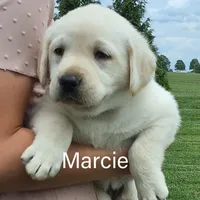 Marcie, a female Labrador Retriever for sale in Apple Creek, OH – Photo 9 of 10