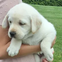 Marcie, a female Labrador Retriever for sale in Apple Creek, OH – Photo 10 of 10