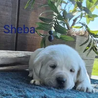 Sheba , a male Labrador Retriever for sale in Apple Creek, OH – 1 of 7