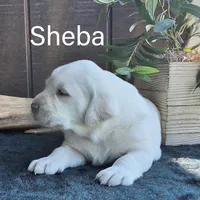 Sheba , a male Labrador Retriever for sale in Apple Creek, OH – 3 of 7