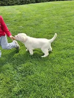 Sheba , a male Labrador Retriever for sale in Apple Creek, OH – 7 of 7