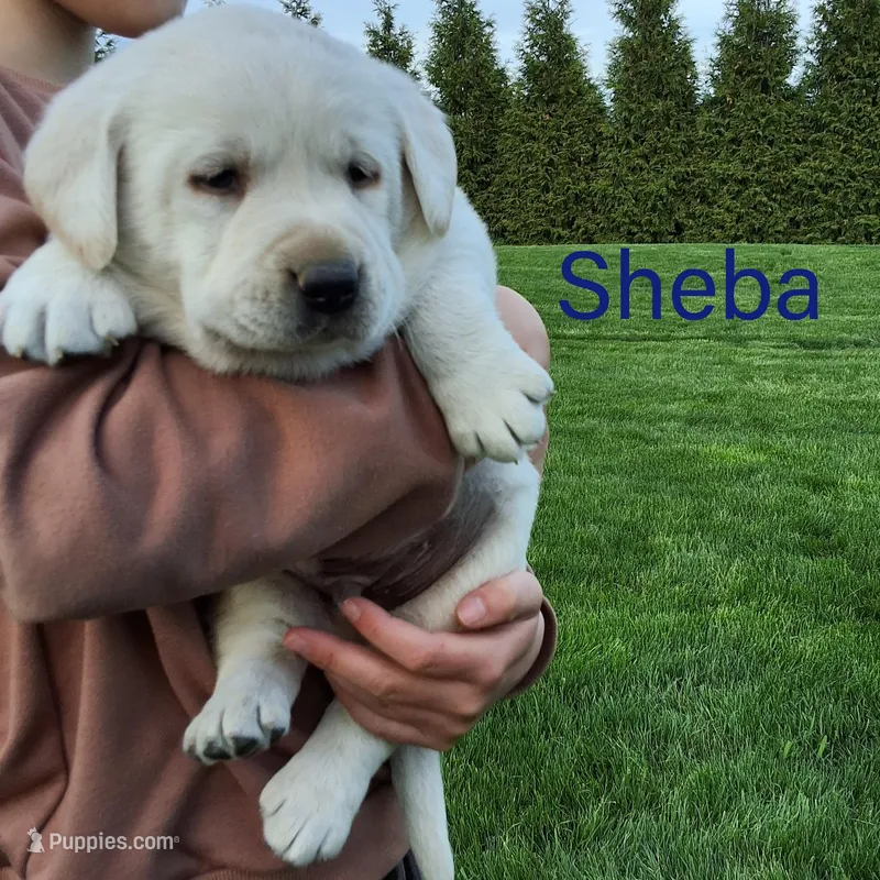 Sheba  – Labrador Retriever puppy for sale in Apple Creek, OH