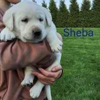 Sheba , a male Labrador Retriever for sale in Apple Creek, OH – 2 of 7