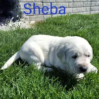 Sheba , a male Labrador Retriever for sale in Apple Creek, OH – Photo 1 of 3