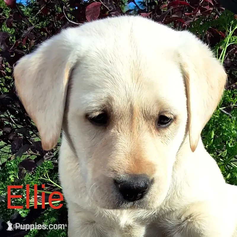 Ellie  – Labrador Retriever puppy for sale in Apple Creek, OH