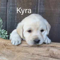 Kyra , a female Labrador Retriever for sale in Apple Creek, OH – 1 of 6