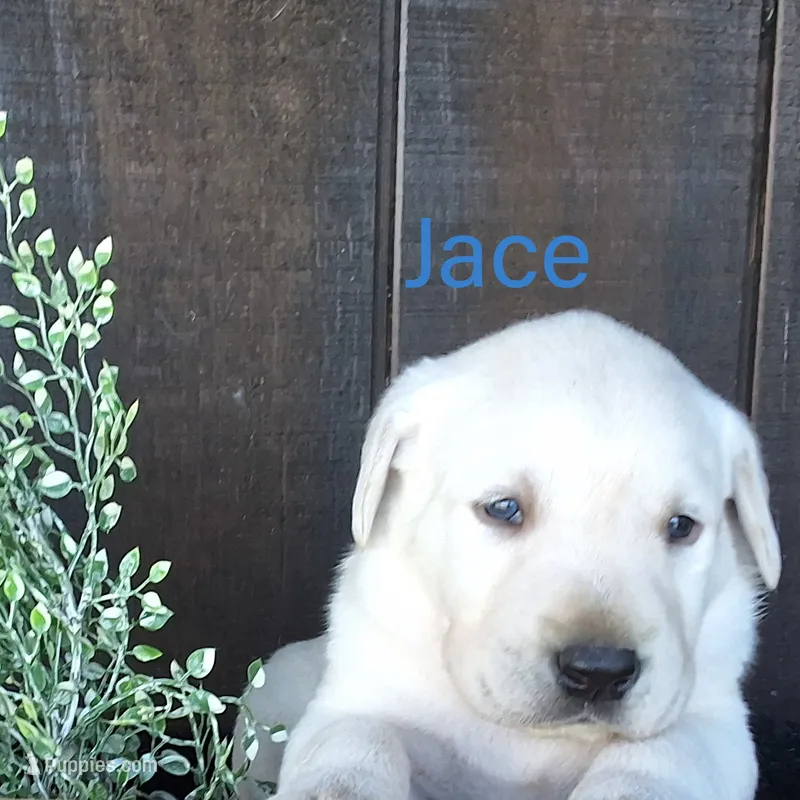 Jace  – Labrador Retriever puppy for sale in Apple Creek, OH