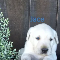 Jace , a male Labrador Retriever for sale in Apple Creek, OH – 1 of 5