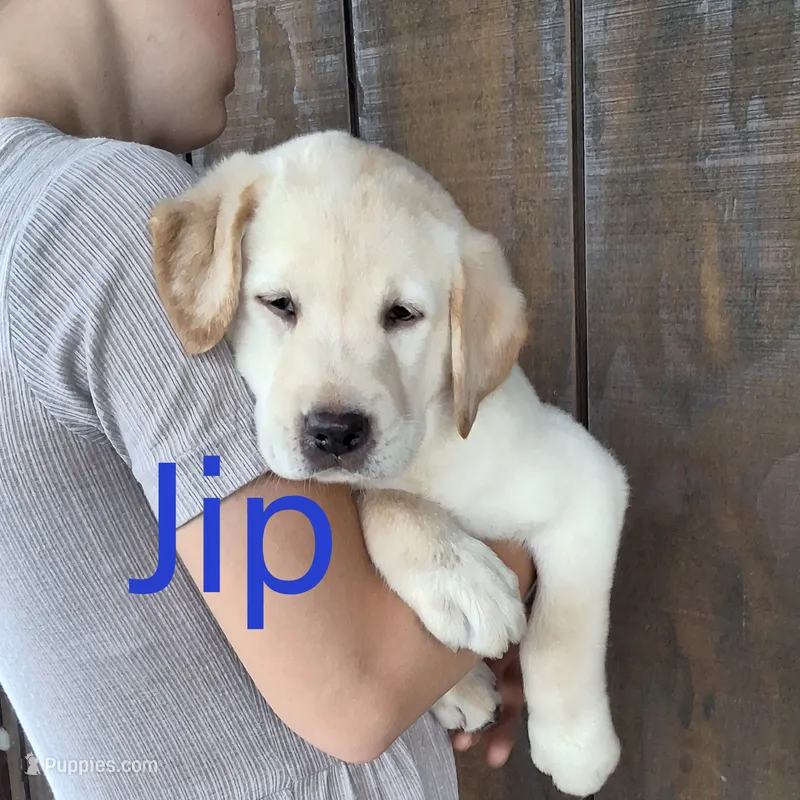 Jip – Labrador Retriever puppy for sale in Apple Creek, OH