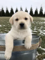 Jake, a male Labrador Retriever for sale in Apple Creek, OH – Photo 8 of 10