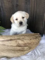 Jake, a male Labrador Retriever for sale in Apple Creek, OH – Photo 3 of 10