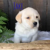 Jake, a male Labrador Retriever for sale in Apple Creek, OH – Photo 4 of 10