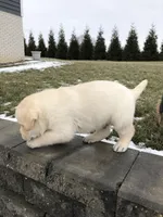 Jake, a male Labrador Retriever for sale in Apple Creek, OH – Photo 2 of 10