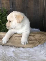 Jake, a male Labrador Retriever for sale in Apple Creek, OH – Photo 5 of 10