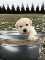Jake, a male Labrador Retriever for sale in Apple Creek, OH – Photo 7 of 10